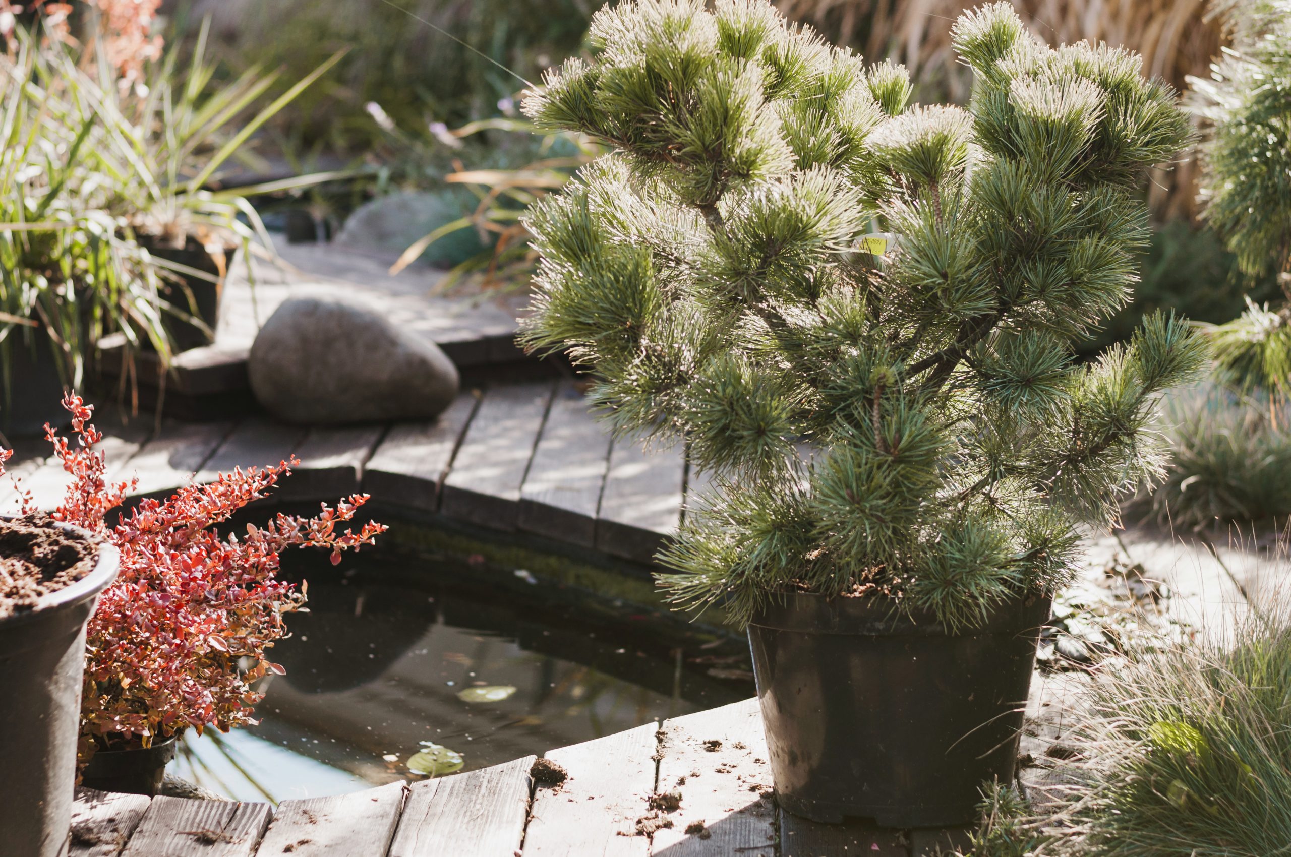 pond surrounded by Japanese garden plants